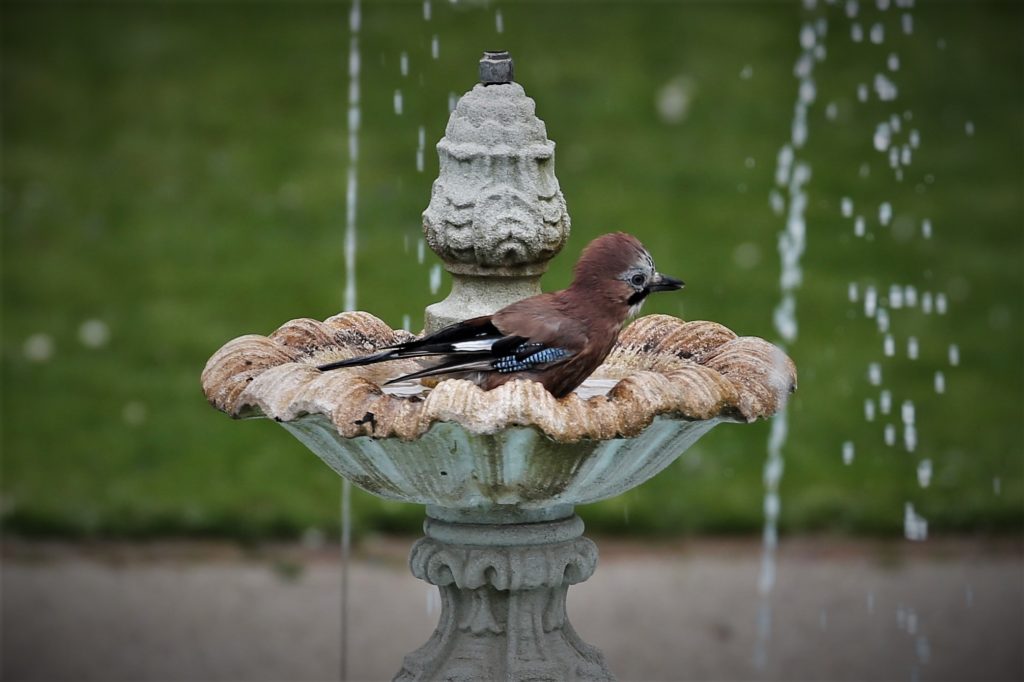 Bird in fountain